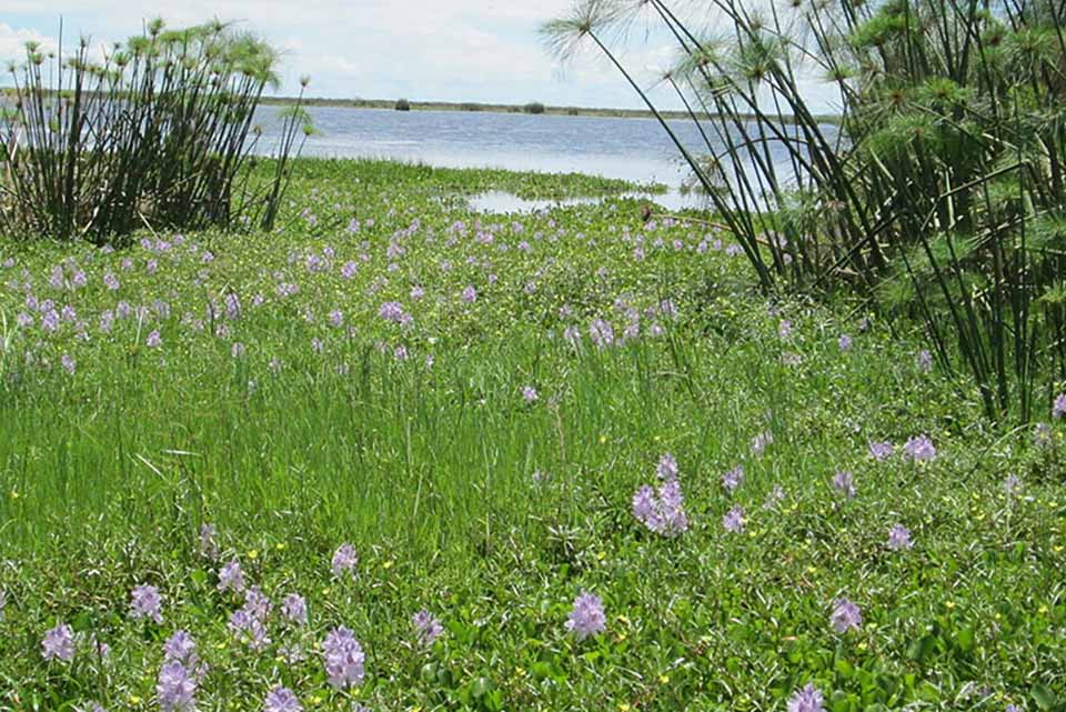 Forest and Wetland protection in Lukanga Swamps