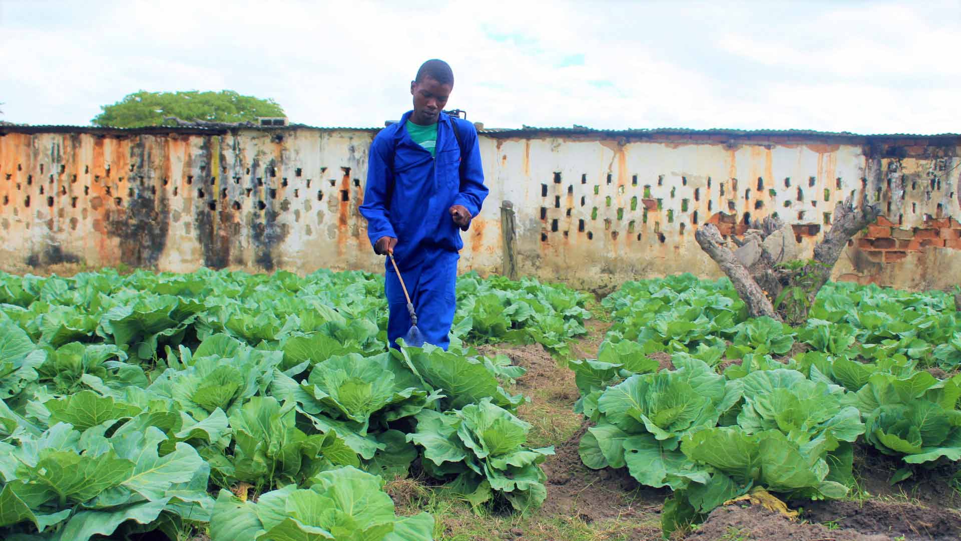 We work together with millions of people around Zambia: farmers and their families; children, parents and grandparents; health support groups and girls’ clubs; and teachers and students in schools to create development